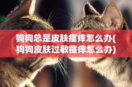 狗狗總是皮膚瘙癢怎么辦(狗狗皮膚過敏瘙癢怎么辦) 
