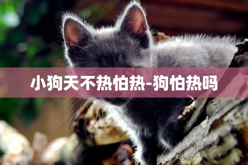 小狗天不熱怕熱-狗怕熱嗎