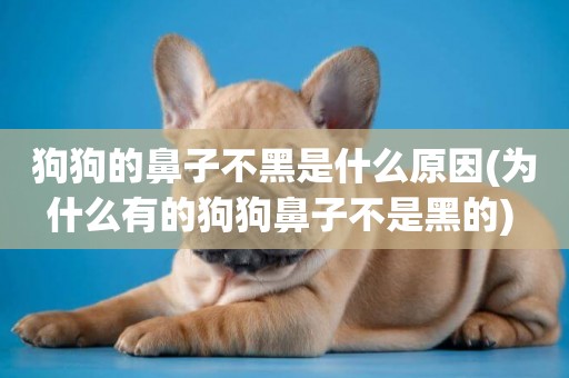狗狗的鼻子不黑是什么原因(為什么有的狗狗鼻子不是黑的) 