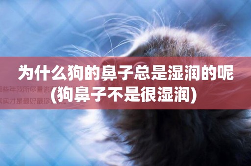 為什么狗的鼻子總是濕潤的呢(狗鼻子不是很濕潤) 
