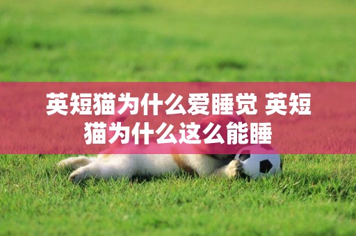 英短貓為什么愛睡覺 英短貓為什么這么能睡
