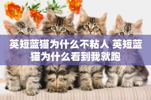 英短藍貓為什么不粘人 英短藍貓為什么看到我就跑