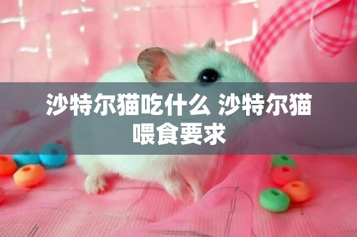 沙特爾貓吃什么 沙特爾貓喂食要求