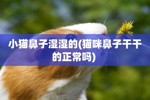 小貓鼻子濕濕的(貓咪鼻子干干的正常嗎) 