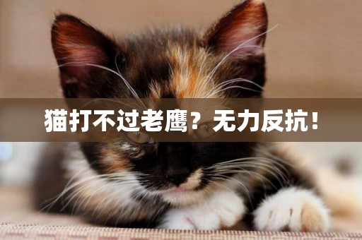 貓打不過老鷹？無力反抗！