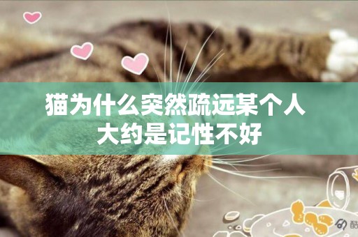 貓為什么突然疏遠某個人 大約是記性不好