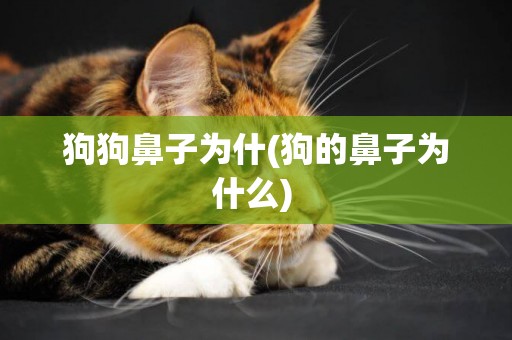 狗狗鼻子為什(狗的鼻子為什么) 