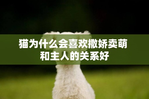 貓為什么會喜歡撒嬌賣萌 和主人的關系好