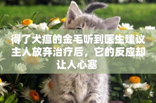 得了犬瘟的金毛聽到醫生建議主人放棄治療后，它的反應卻讓人心塞 