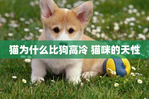 貓為什么比狗高冷 貓咪的天性