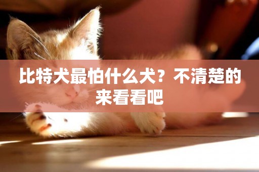 比特犬最怕什么犬？不清楚的來看看吧