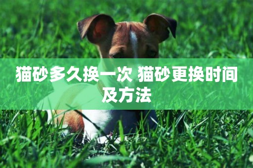 貓砂多久換一次 貓砂更換時間及方法