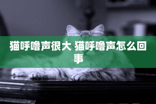 貓呼嚕聲很大 貓呼嚕聲怎么回事