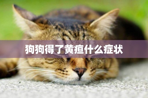 狗狗得了黃疸什么癥狀