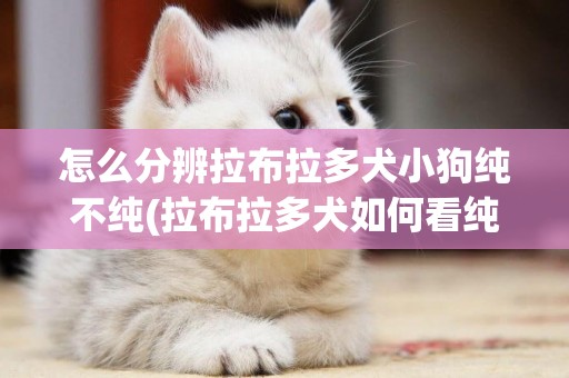 怎么分辨拉布拉多犬小狗純不純(拉布拉多犬如何看純不純) 