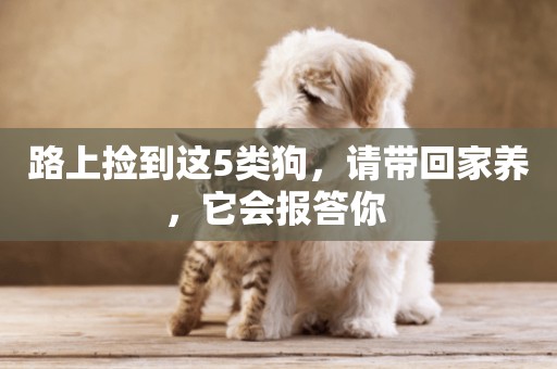 路上撿到這5類狗，請帶回家養，它會報答你 