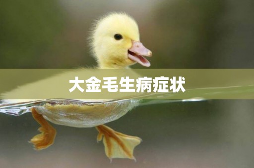 大金毛生病癥狀