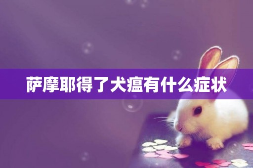 薩摩耶得了犬瘟有什么癥狀