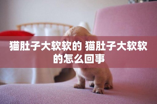 貓肚子大軟軟的 貓肚子大軟軟的怎么回事