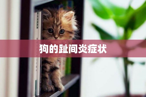 狗的趾間炎癥狀