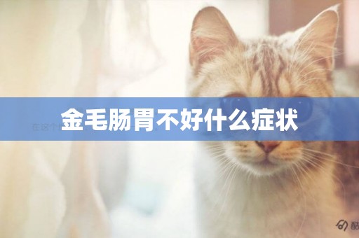 金毛腸胃不好什么癥狀
