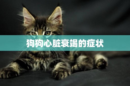 狗狗心臟衰竭的癥狀