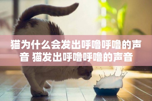 貓為什么會發出呼嚕呼嚕的聲音 貓發出呼嚕呼嚕的聲音