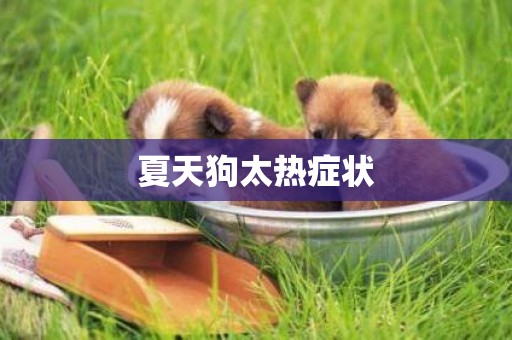 夏天狗太熱癥狀