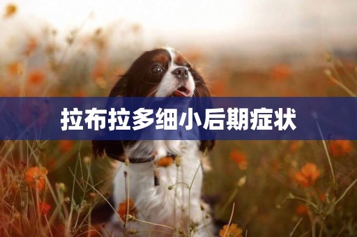 拉布拉多細小后期癥狀