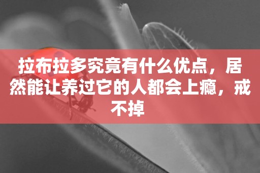 拉布拉多究竟有什么優點，居然能讓養過它的人都會上癮，戒不掉 