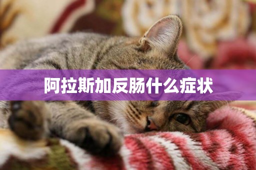 阿拉斯加反腸什么癥狀