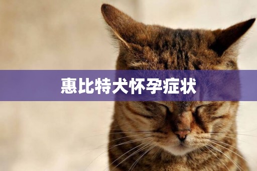 惠比特犬懷孕癥狀