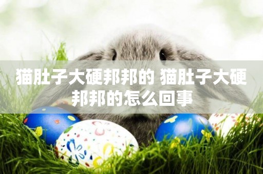 貓肚子大硬邦邦的 貓肚子大硬邦邦的怎么回事