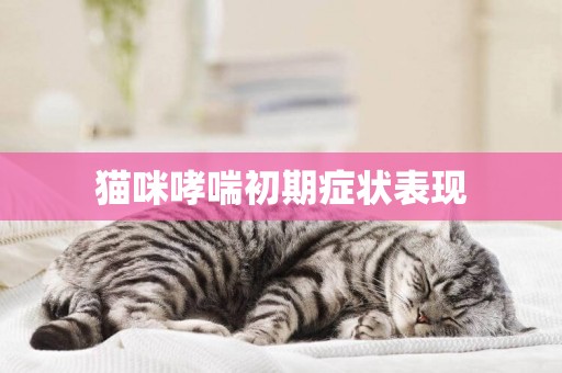 貓咪哮喘初期癥狀表現