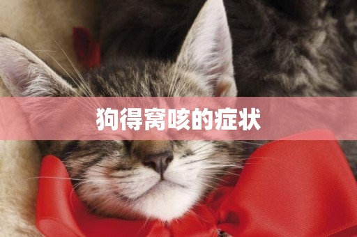 狗得窩咳的癥狀