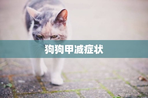 狗狗甲減癥狀