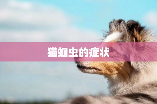 貓蛔蟲的癥狀