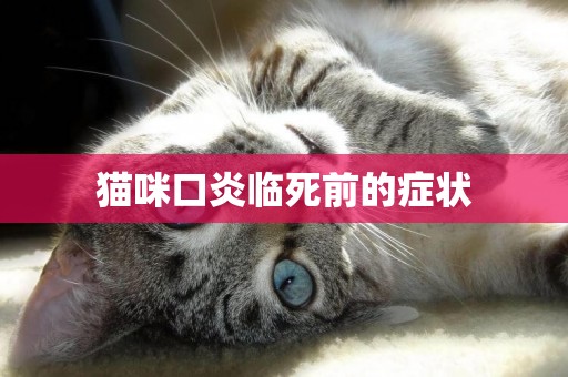 貓咪口炎臨死前的癥狀