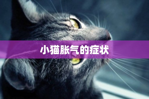 小貓脹氣的癥狀
