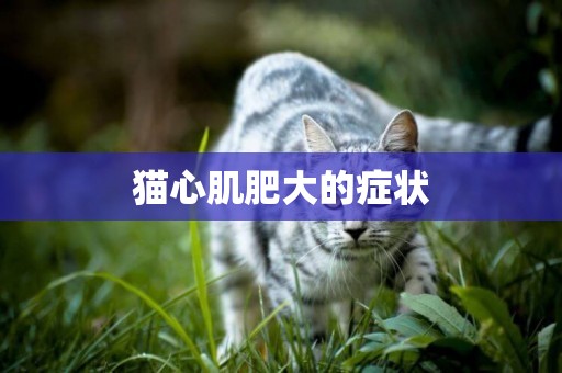 貓心肌肥大的癥狀