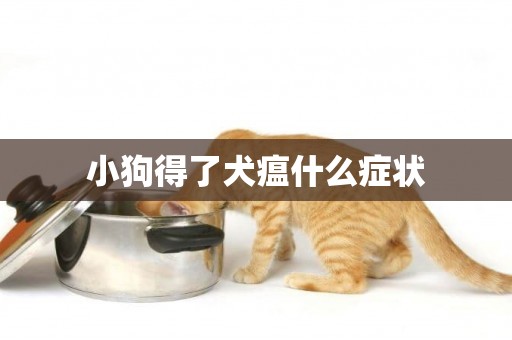 小狗得了犬瘟什么癥狀