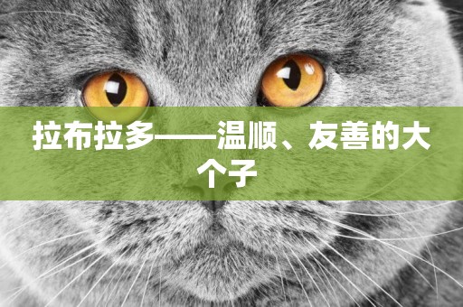 拉布拉多——溫順、友善的大個子 