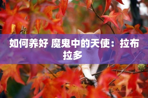 如何養好 魔鬼中的天使：拉布拉多 