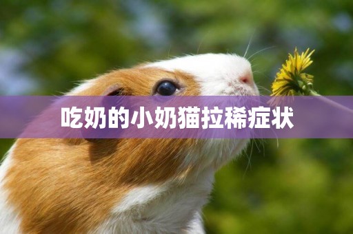 吃奶的小奶貓拉稀癥狀