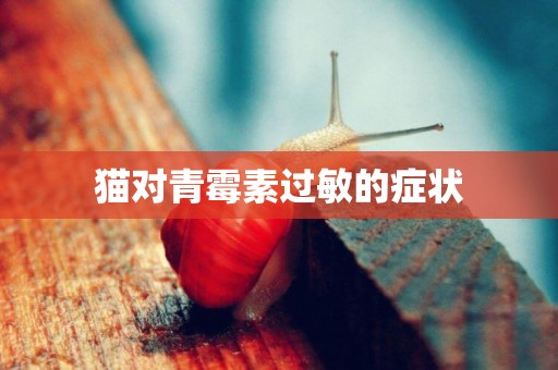 貓對青霉素過敏的癥狀