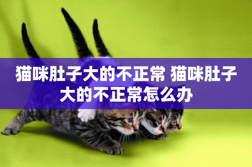 貓咪肚子大的不正常 貓咪肚子大的不正常怎么辦