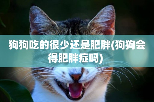 狗狗吃的很少還是肥胖(狗狗會得肥胖癥嗎) 