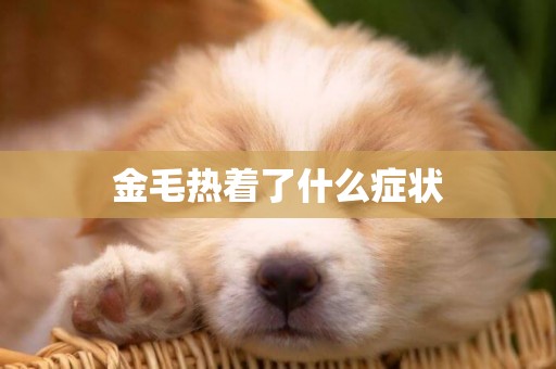 金毛熱著了什么癥狀