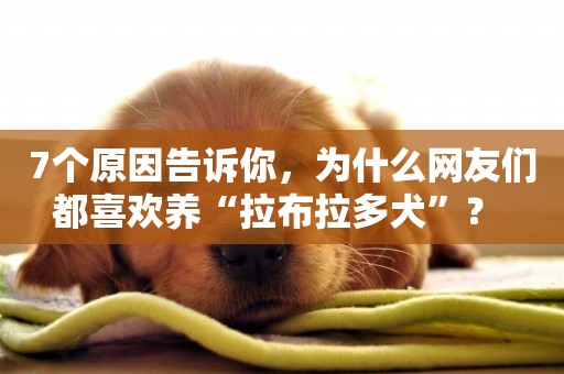 7個原因告訴你，為什么網友們都喜歡養“拉布拉多犬”？ 