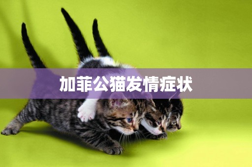 加菲公貓發情癥狀